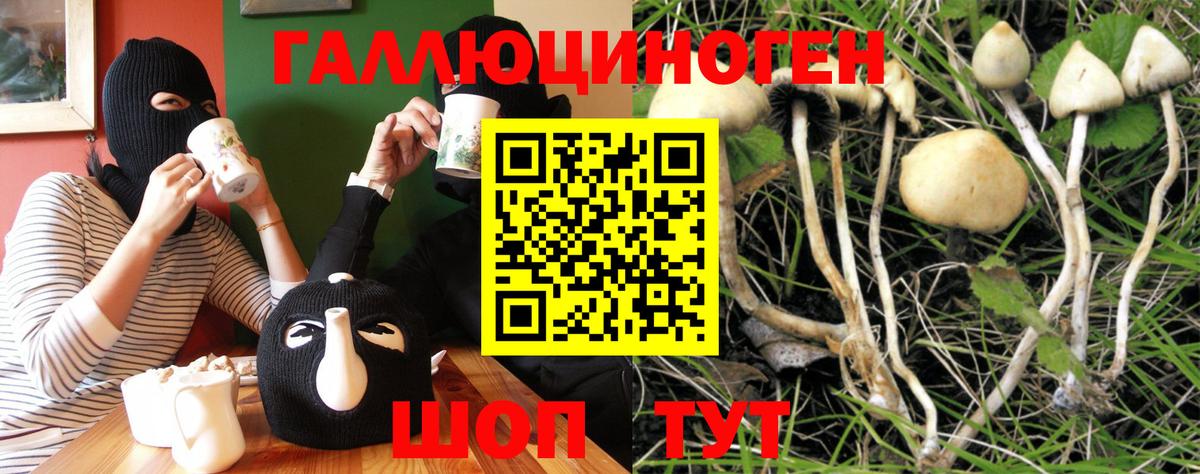 Псилоцибиновые грибы Cubensis  Вход с VPN  Углич 